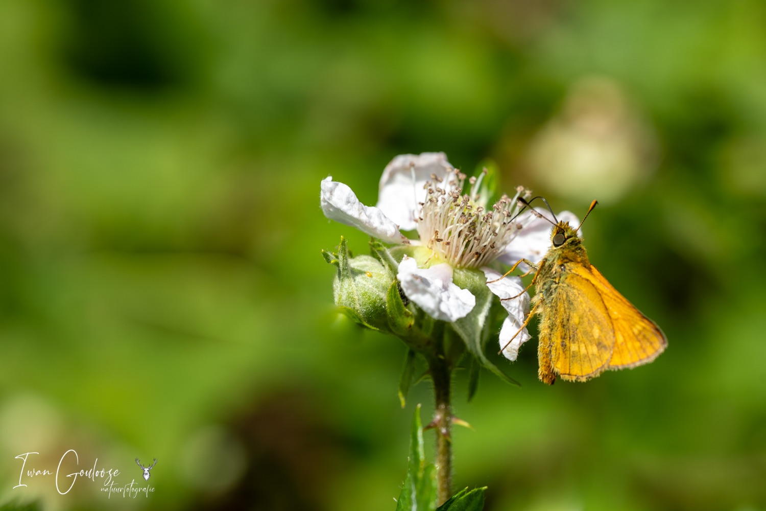 24 juni 2023 132416  R2A2258